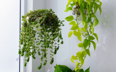 5 Indoor Climbing Plants That Work Wonders in Orange County Workspaces