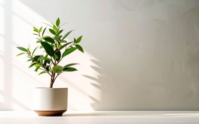 Best Low-Maintenance Plants for Busy Orange County Offices