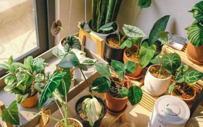 Best Plant Maintenance Companies in Orange County 2026