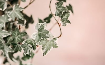 Unlock The Green Magic: Your Ultimate Guide To Indoor Vine Plants