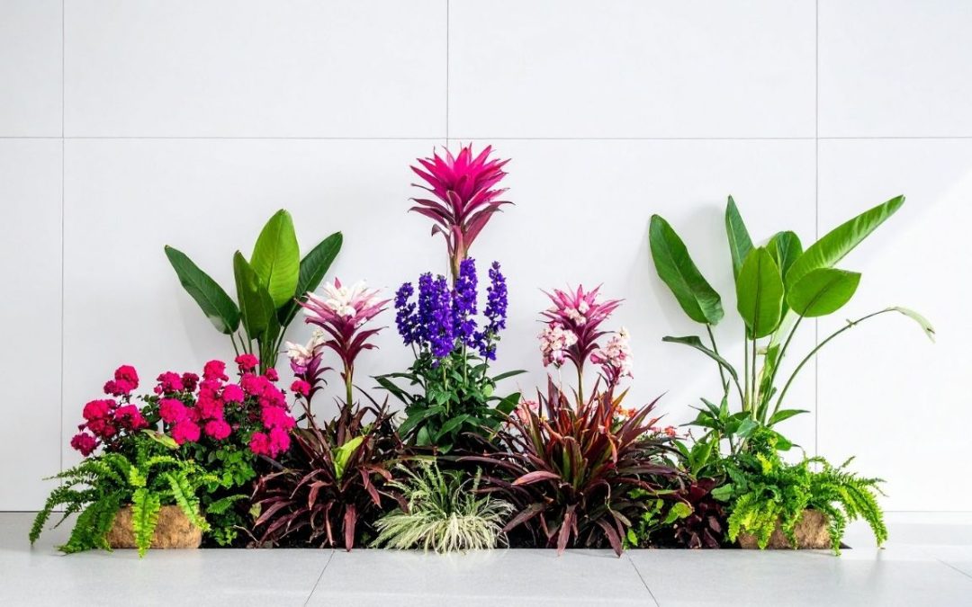 Bromeliads at Work: Colorful, Clean-Air Champions for Irvine Workspaces