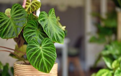 Choosing The Right Philodendron: Upright vs. Trailing For Office Design