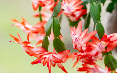Christmas Cactus Care Services for Commercial Properties: Year-Round Beauty