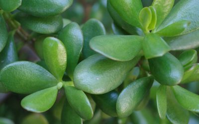 Cost Analysis: Jade Plant Maintenance vs. Other Office Plants in Orange County