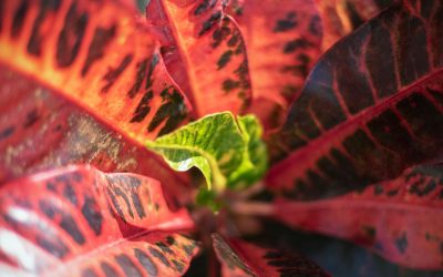 Croton Petra: Bold Color Ideas For Irvine Offices (Even In Low‑Light Zones)