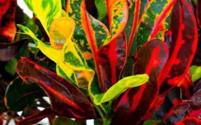 Crotons 101: Care, Color, And Safety Tips For Corporate Spaces