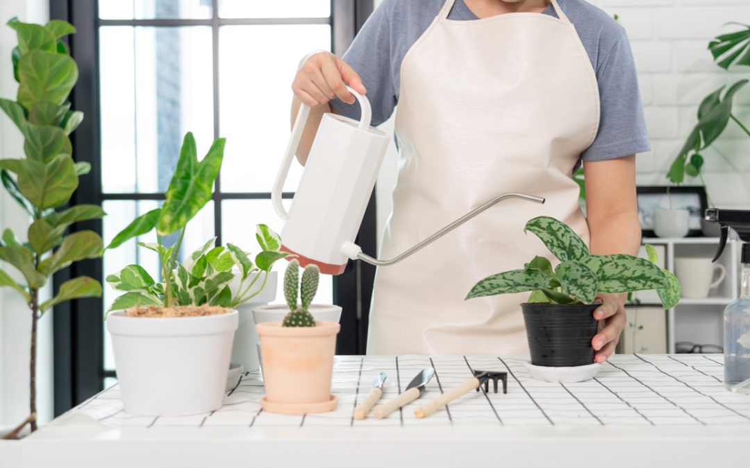 office plant