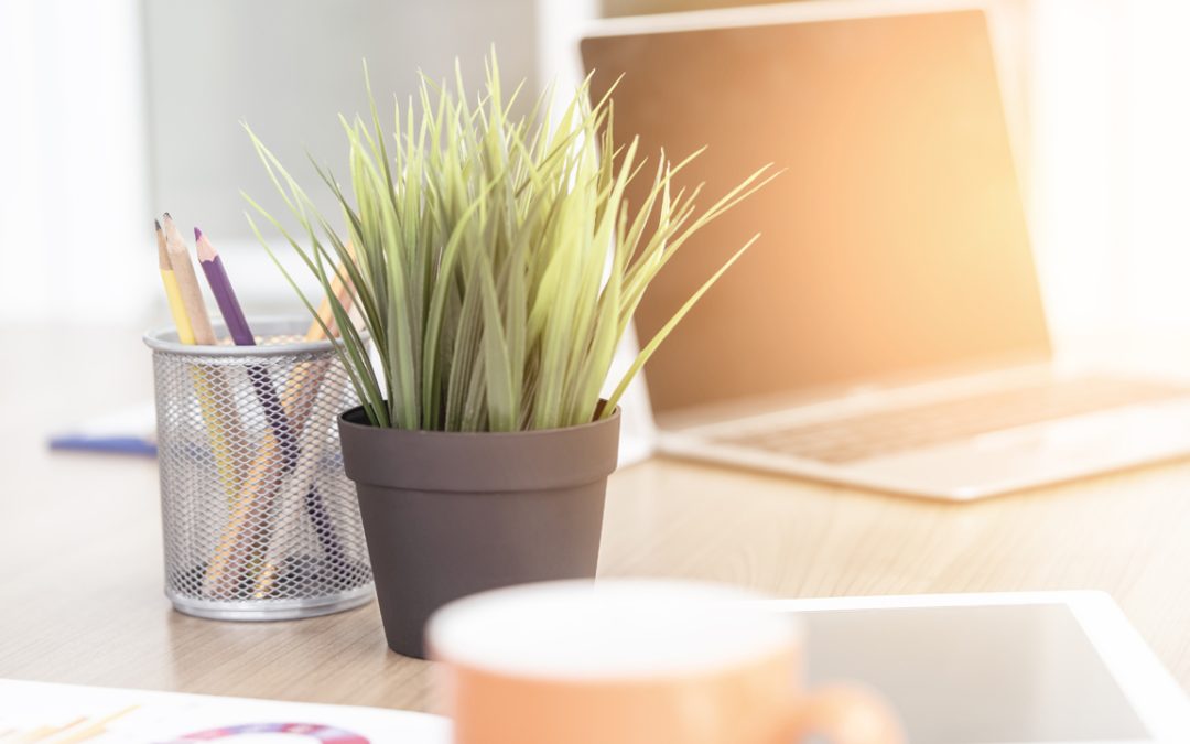 Creating a Serene Post-Pandemic Workspace with Office Plants