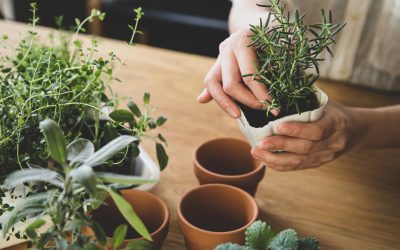How to Choose the Right Plant Maintenance Services for Your Business