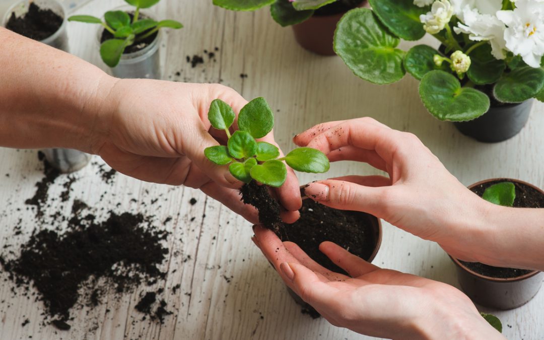 plant maintenance services