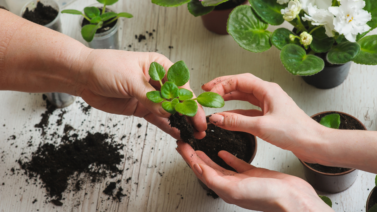 plant maintenance services