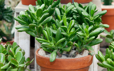 Dwarf vs. Large Jade Plants: Choosing the Right Size for Your Office Space
