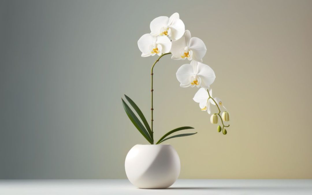 Elevate Your Business Image with Professional Indoor Orchid Displays