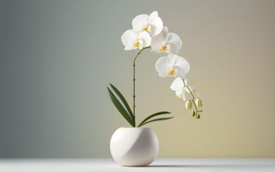 Elevate Your Business Image with Professional Indoor Orchid Displays
