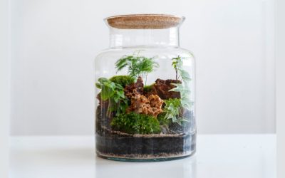 How Do You Build a Terrarium for Your Office Desk?