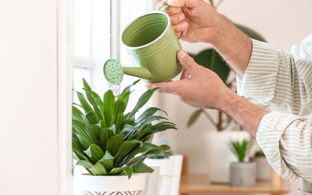 How Often Should You Water Office Plants Like Ficus and Calathea?
