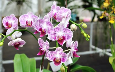 How to Care for Orchids in Low-Light Santa Ana Workspaces