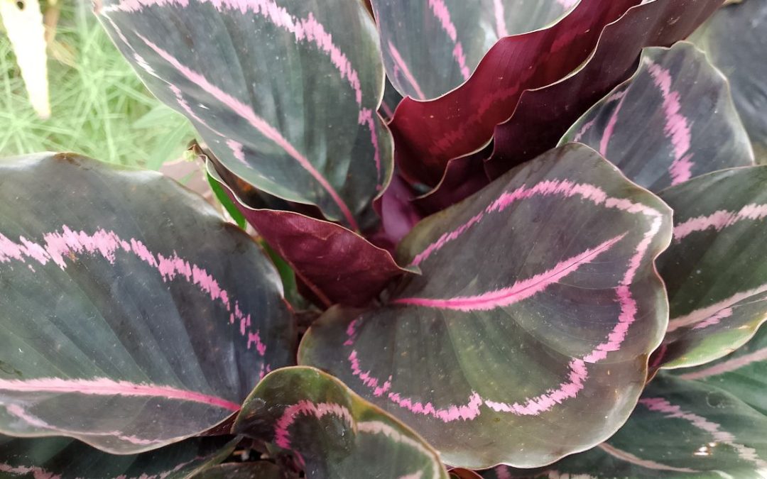 How to Keep Calatheas Thriving in Corporate Spaces: Easy Care for Vibrant Color