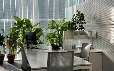 Interior Plant Design Installation: What to Expect