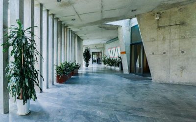 Interior Plant Design vs. DIY Office Plants: ROI Analysis