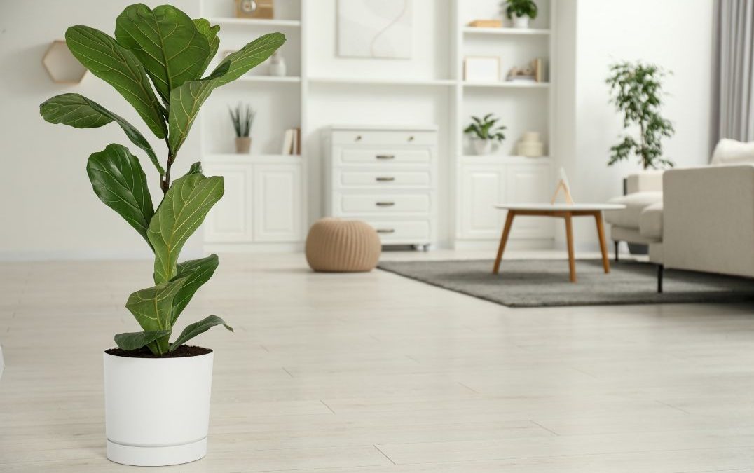 Is Ficus a Good Indoor Office Plant? Here’s What You Need to Know