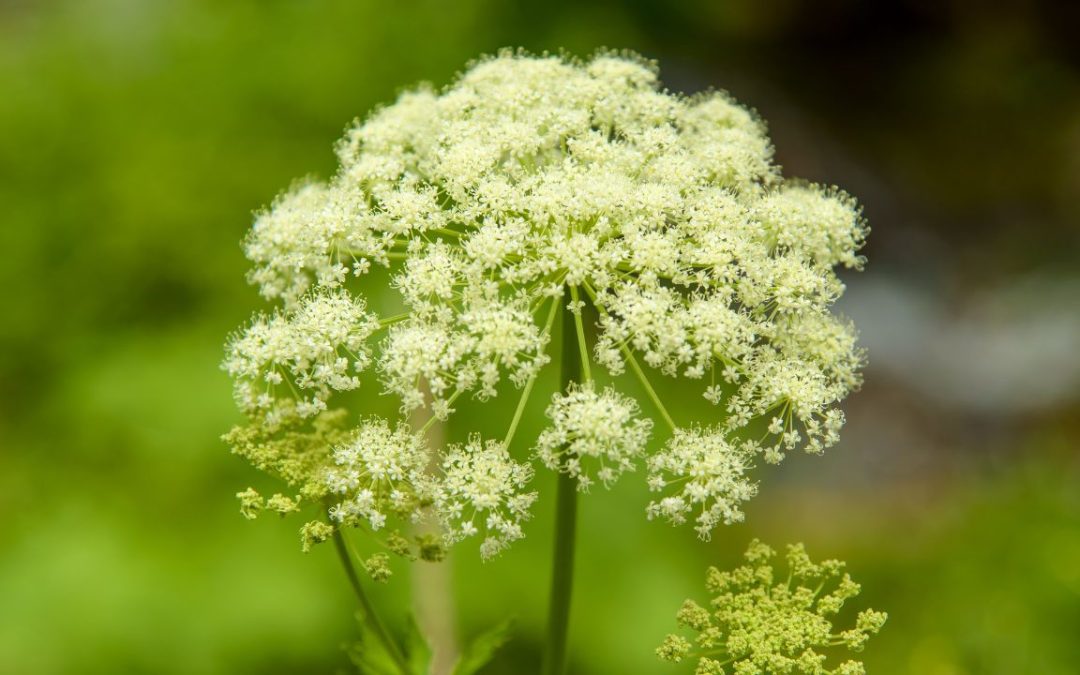 Is Hemlock Safe as an Office Plant? What to Know Before You Buy