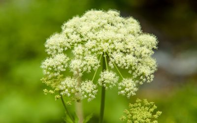 Is Hemlock Safe as an Office Plant? What to Know Before You Buy