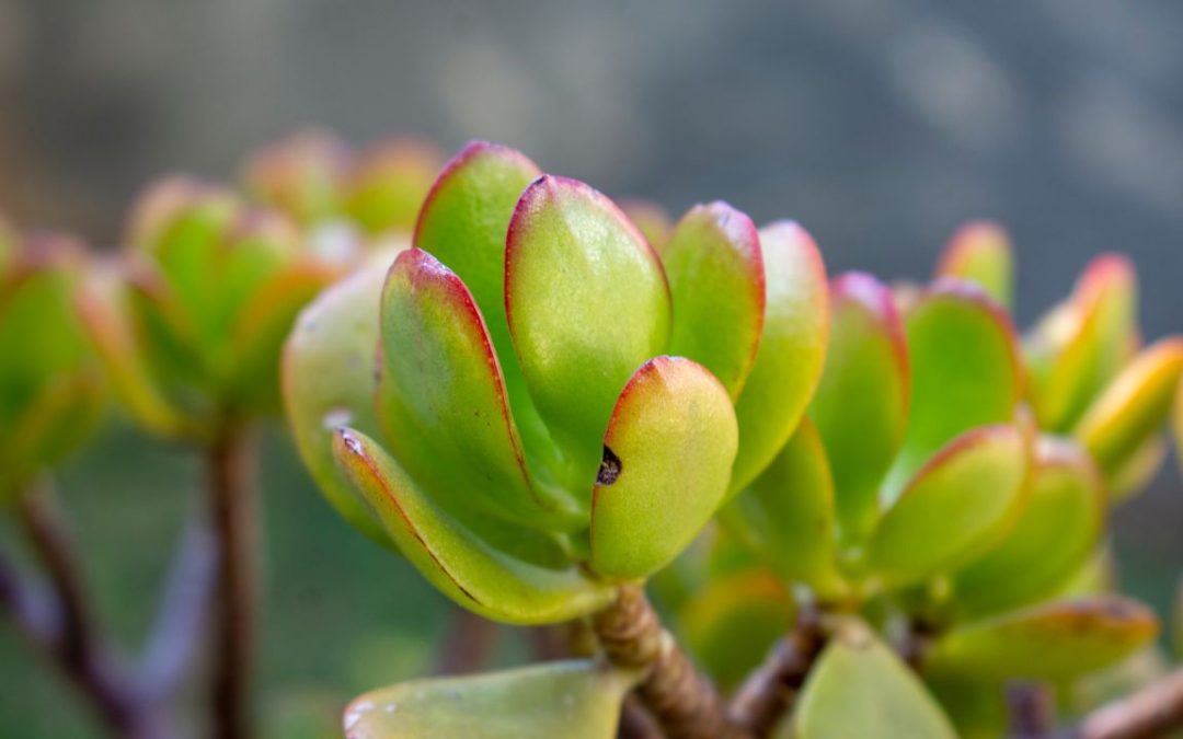 Jade Plant Care for Workplaces: A No-Stress Guide for Irvine Facilities
