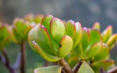 Jade Plant Care for Workplaces: A No-Stress Guide for Irvine Facilities