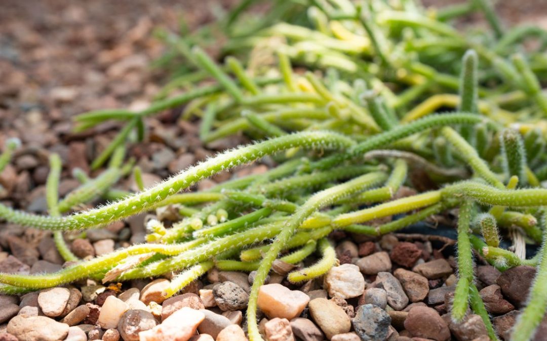 Mistletoe Cactus: The Unique Plant Choice for Modern Orange County Offices