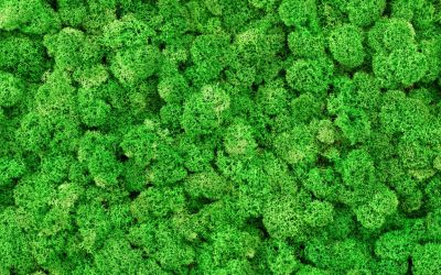 Moss Walls: The Ultimate Office Green Trend in Orange County