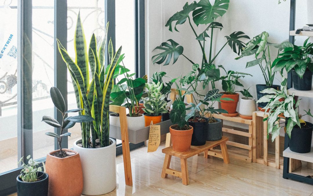 How to Kill Bugs on Indoor Plants and Keep Your Greens Healthy