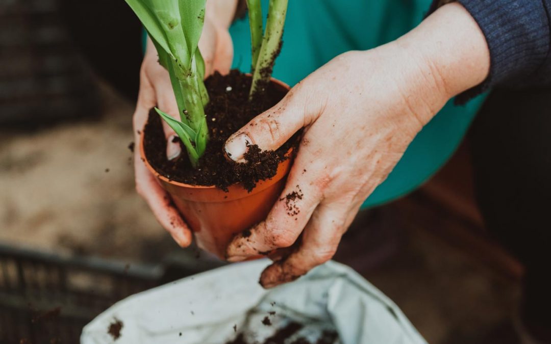 4 Essential Questions to Ask Your Indoor Plant Care Service Maintenance Services