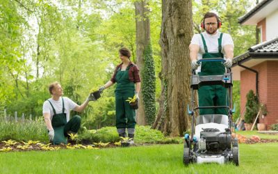 6 Characteristics of Good Tree and Plant Care Services
