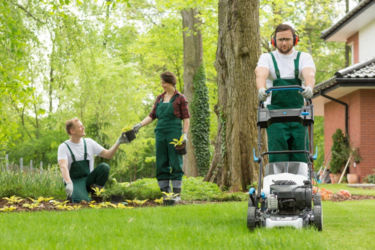 6 Characteristics of Good Tree and Plant Care Services