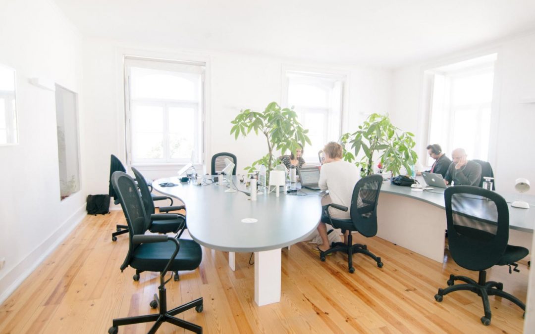 House Plants: 14 Low Light Office Greens