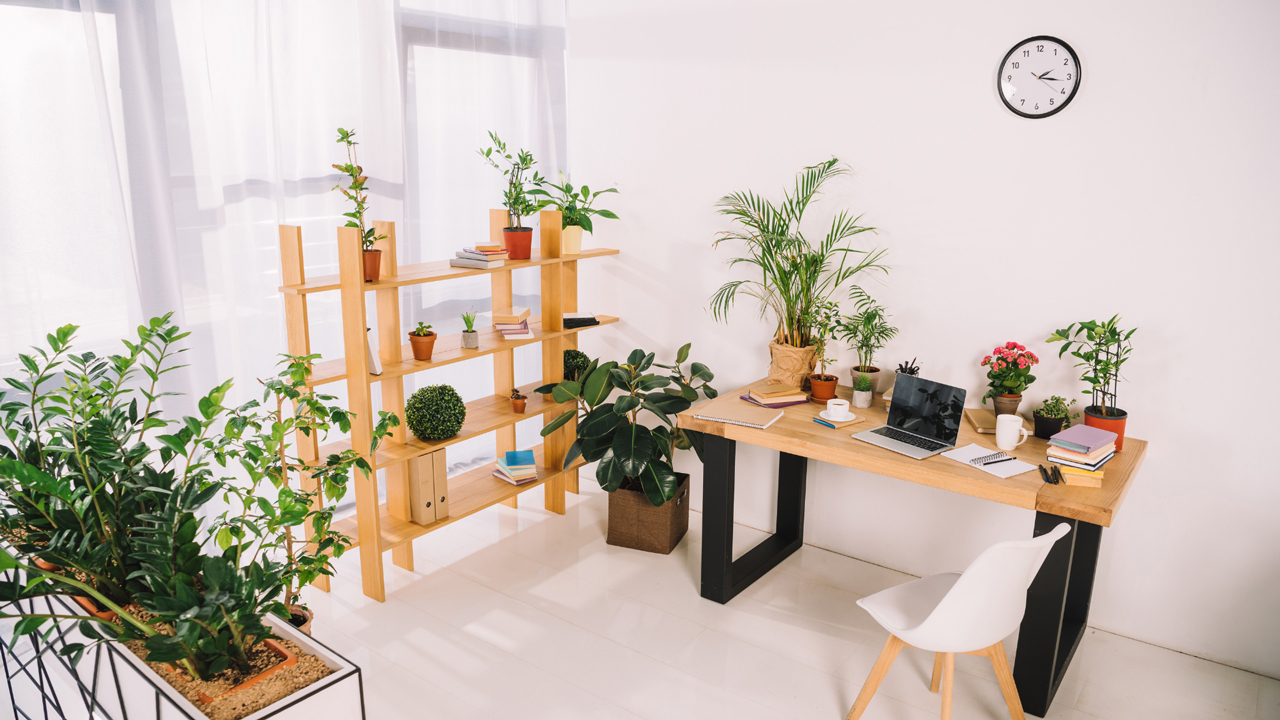 office plant