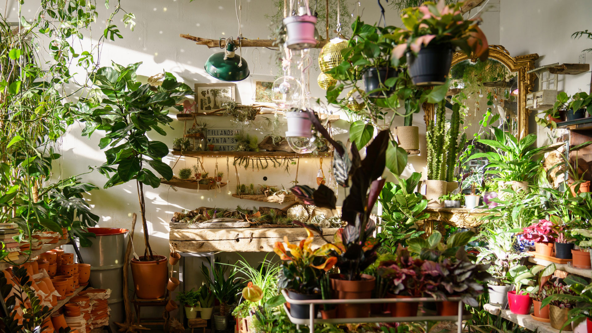 plant services