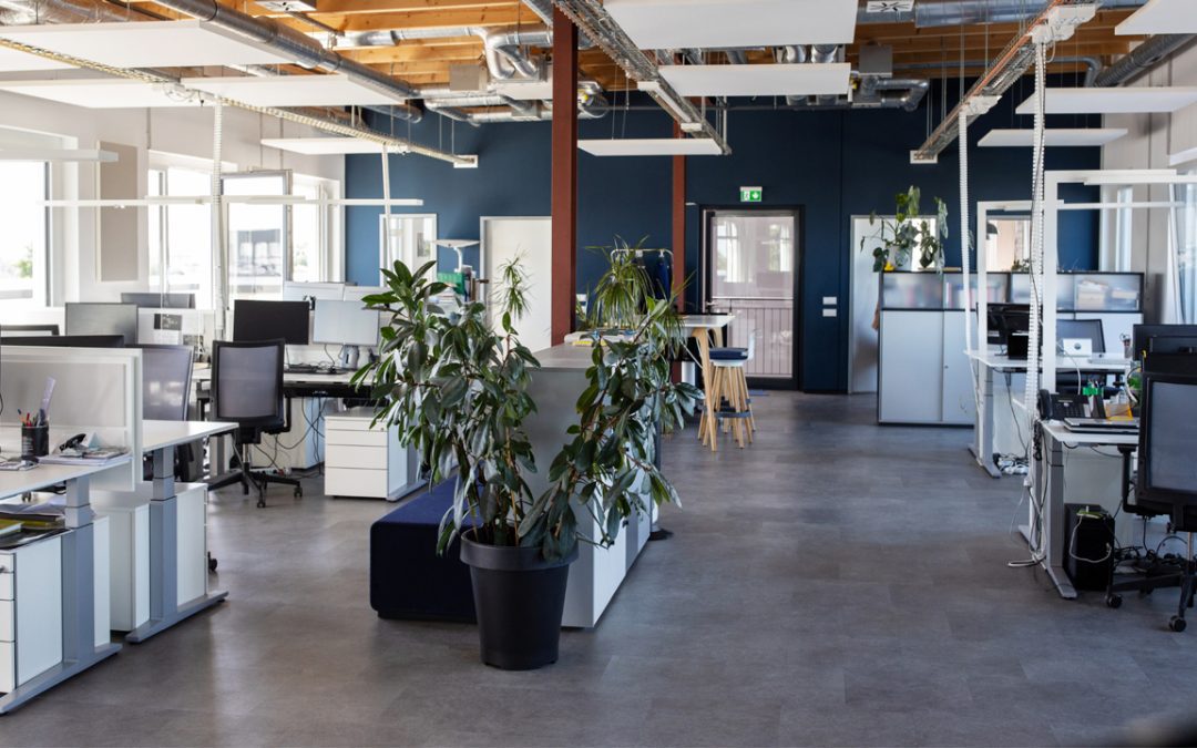 Common Office Plant Problems and How to Fix Them