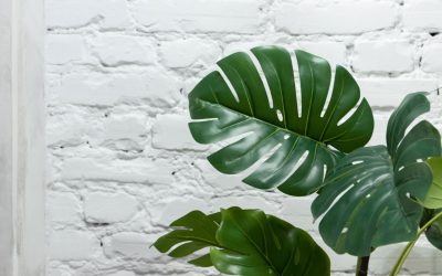 Boost Productivity: Effective Office Plant Design Ideas