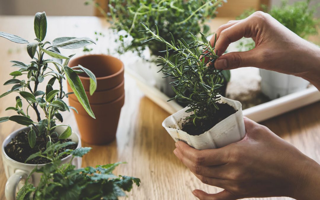 How Indoor Plant Care Professionals Can Boost Employee Morale