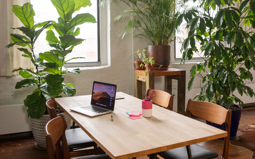 Revitalize Your Office: Plant Design Strategies for Every Space