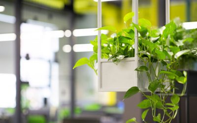 The Importance of Proper Lighting and Watering for Healthy Office Plants