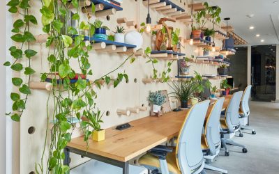 The Science Behind How Office Plants Reduce Stress and Boost Mood