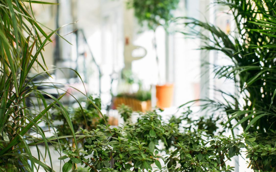 biophilic interior plan design