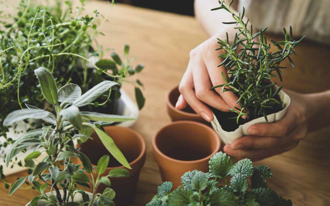 The Role of Office Plants in Reducing Stress and Boosting Morale