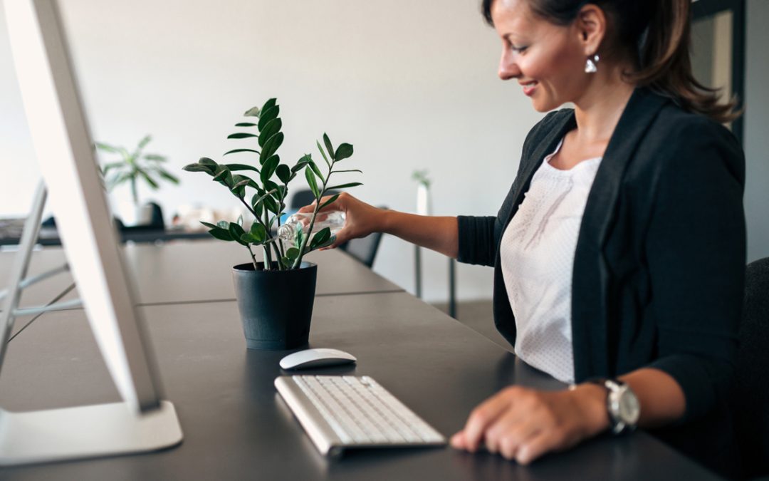 office plants