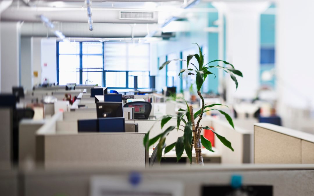 office plants