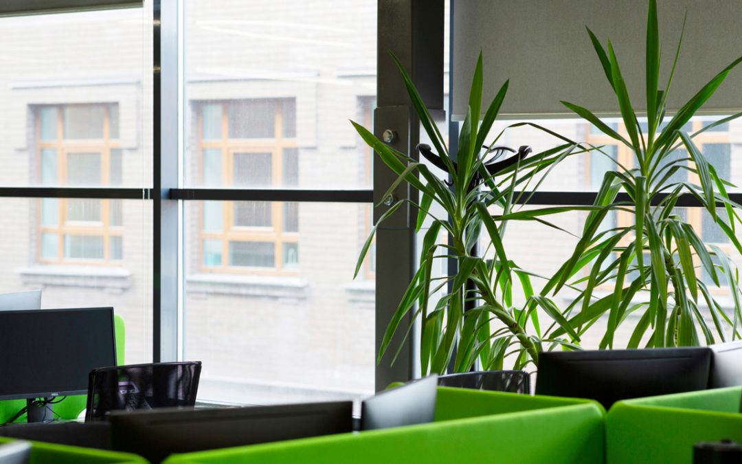 office plants