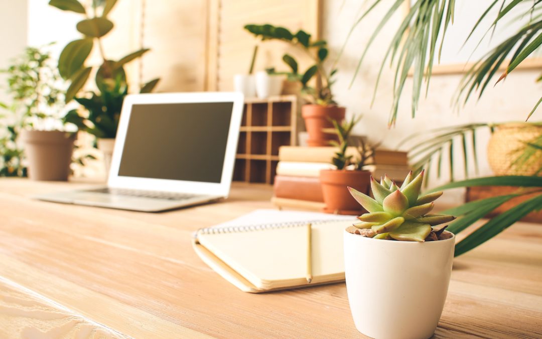 Plants That Thrive: Essential Office Plant Selection and Design Guide